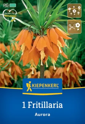 KIEPENKERL Blumenzwiebel Kaiserkrone 'Aurora', 1 Stück Cover